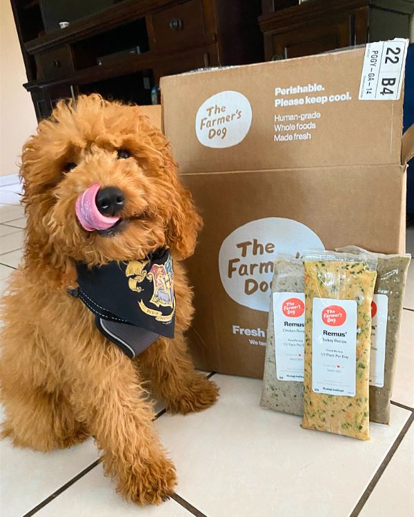 Static ad: a doodle in a bandana beside a The Farmer's Dog delivery box.