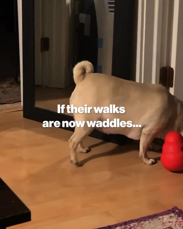 Video ad: a pug walks across a room, captioned If their walks are now waddles.